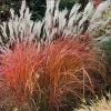 Fire Dragon Grass Live Plant - Ornamental Perennial, Clumping, Zones 5-9 - Image 1