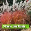 Fire Dragon Grass Live Plant - sinensis Perennial Ornamental Grass 1 Plant - Image 1