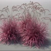 Fireworks Grass Live Plant - Pennisetum setaceum Rubrum Perennial - 3-4' Tall - Image 1