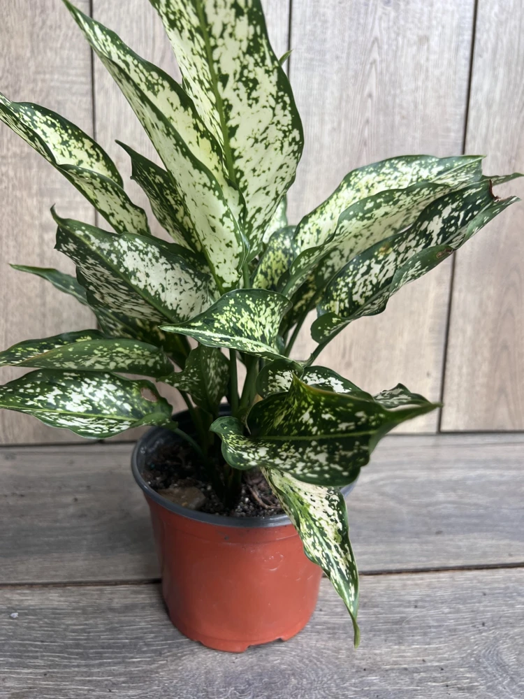 First Diamond Aglaonema Live Plant - White Aglaonema in 6 inch Pot - Cannot ship to CA - Image 2