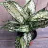 First Diamond Aglaonema Live Plant - White Aglaonema in 6 inch Pot - Cannot ship to CA - Image 1