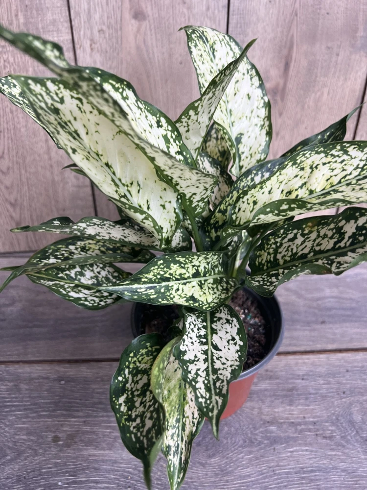 First Diamond Aglaonema Live Plant - White Aglaonema in 6 inch Pot - Cannot ship to CA - Image 1