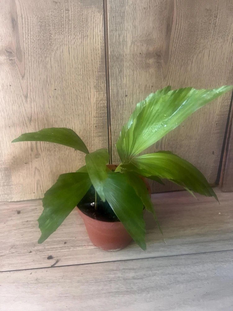 Fishtail Palm Live Plant – Caryota mitis – 4 inch Pot – Tropical Indoor/Outdoor - Cannot ship to CA - Image 2