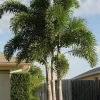 Fishtail Palm Live Plant – Caryota mitis – 4 inch Pot – Tropical Indoor/Outdoor - Cannot ship to CA - Image 1