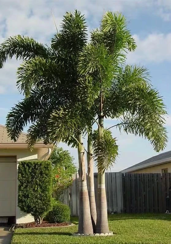 Fishtail Palm Live Plant – Caryota mitis – 4 inch Pot – Tropical Indoor/Outdoor - Cannot ship to CA - Image 1