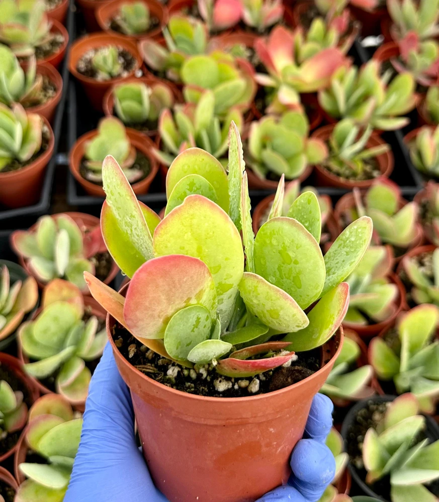Flapjack Succulent Live Plant, Kalanchoe Luciae, Paddle Plant, 4 inch Pot, Indoor/Outdoor - Image 2