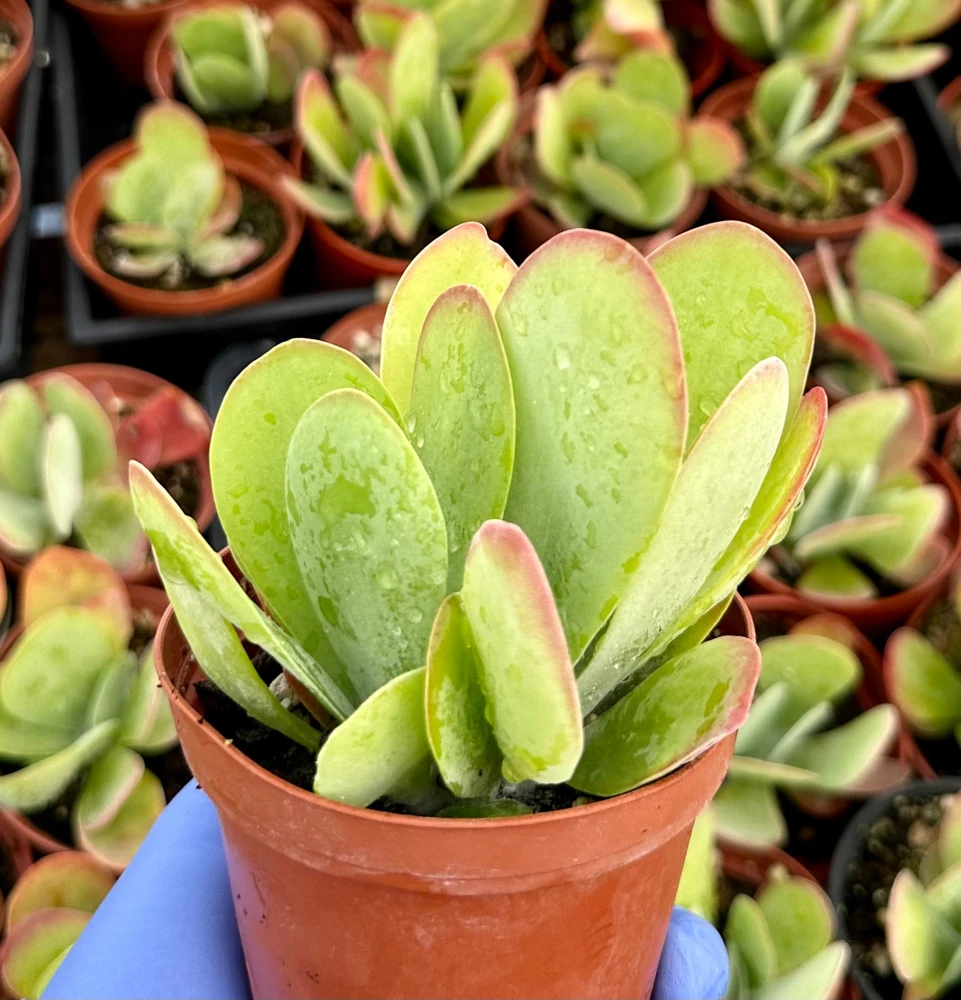 Flapjack Succulent Live Plant, Kalanchoe Luciae, Paddle Plant, 4 inch Pot, Indoor/Outdoor - Image 3