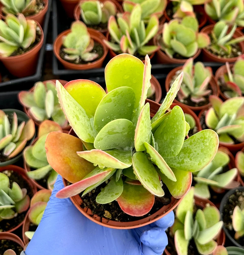 Flapjack Succulent Live Plant, Kalanchoe Luciae, Paddle Plant, 4 inch Pot, Indoor/Outdoor - Image 4