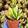 Flapjack Succulent Live Plant, Kalanchoe Luciae, Paddle Plant, 4 inch Pot, Indoor/Outdoor - Image 1