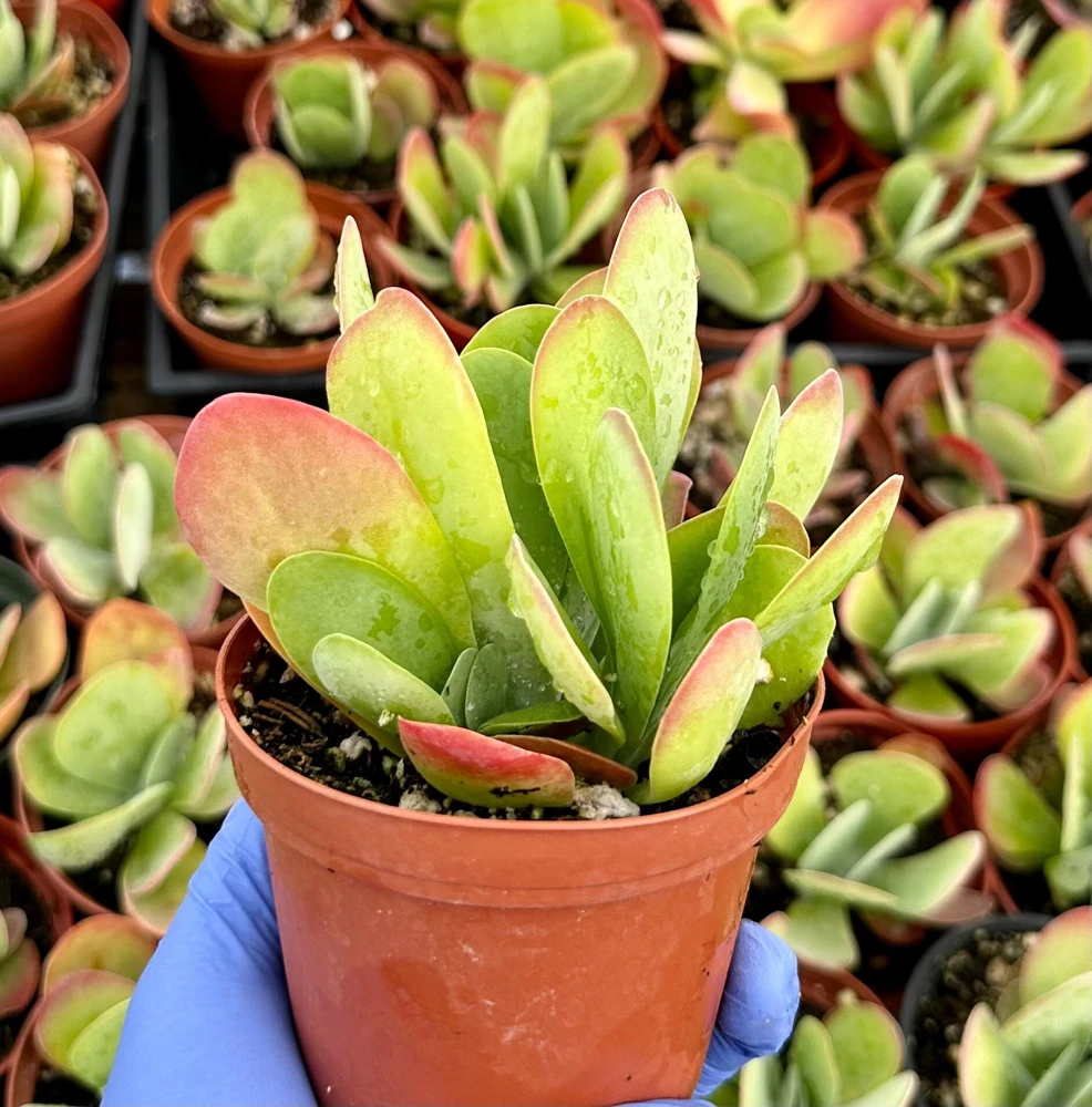 Flapjack Succulent Live Plant, Kalanchoe Luciae, Paddle Plant, 4 inch Pot, Indoor/Outdoor - Image 1