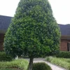 Foster Holly Live Plant – Evergreen Shrub – Quart Pot – Outdoor - Image 1