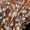 French Pussy Willow Live Plant – 1 Gallon Container – Outdoor Shrub - Image 1