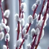 French Pussy Willow Live Plant – 2.5-inch Pot – Outdoor Shrub - Image 1