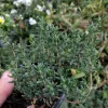 French Thyme Live Plant - Edible Culinary Herb - 4 Inch Tall - Indoor/Outdoor - Image 1