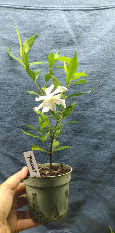 Frostproof Gardenia Live Plant - 4 inch Pot, Fragrant White Blooms, Outdoor Shrub - Image 2