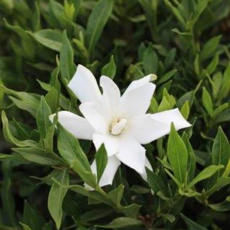 Frostproof Gardenia Live Plant - 4 inch Pot, Fragrant White Blooms, Outdoor Shrub - Image 4