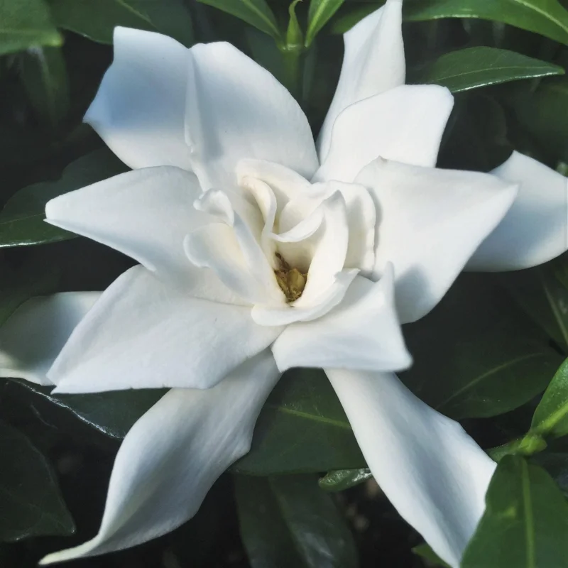 Frostproof Gardenia Live Plant - 4 inch Pot, Fragrant White Blooms, Outdoor Shrub - Image 6