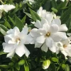 Frostproof Gardenia Live Plant - 4 inch Pot, Fragrant White Blooms, Outdoor Shrub - Image 1