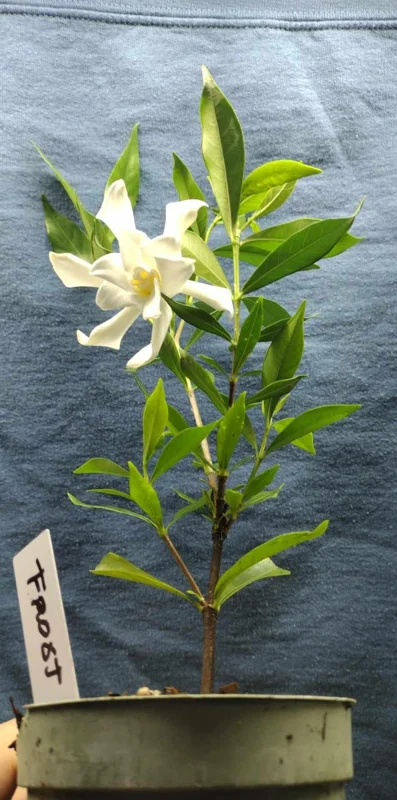 Frostproof Gardenia Live Plant - 4 inch Tall Starter, Fragrant Blooms, Low Maintenance Outdoor Shrub - Image 3