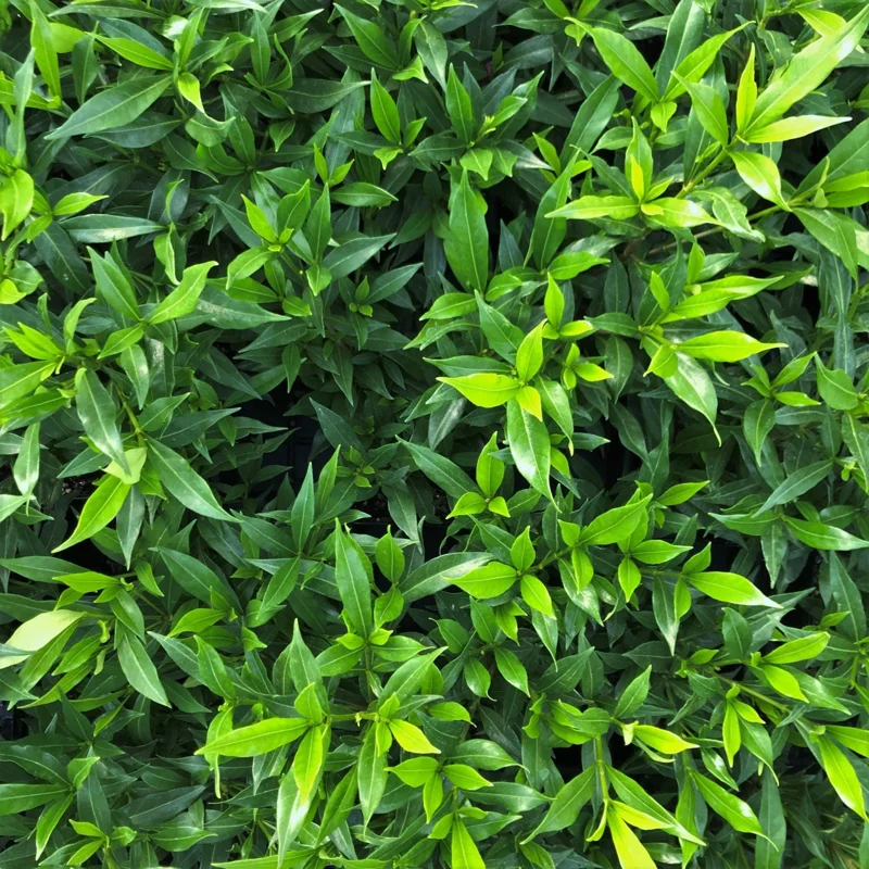 Frostproof Gardenia Live Plant - 4 inch Tall Starter, Fragrant Blooms, Low Maintenance Outdoor Shrub - Image 5