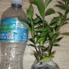 Frostproof Gardenia Live Plant - 4 inch Tall Starter, Fragrant Blooms, Low Maintenance Outdoor Shrub - Image 1