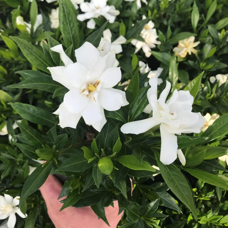 Frostproof Gardenia Live Plant - 4 inch Tall Starter, Fragrant Blooms, Low Maintenance Outdoor Shrub - Image 8