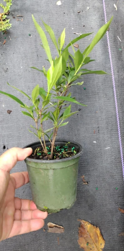 Frostproof Gardenia Live Plant - 4 inch Tall Starter, Fragrant Blooms, Low Maintenance Outdoor Shrub - Image 9