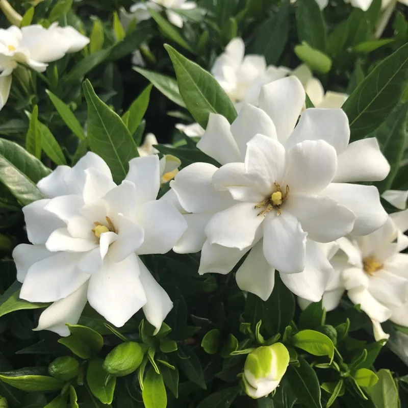 Frostproof Gardenia Live Plant - 4" Pot - Fragrant Blooms - Low Maintenance Shrub - Image 1