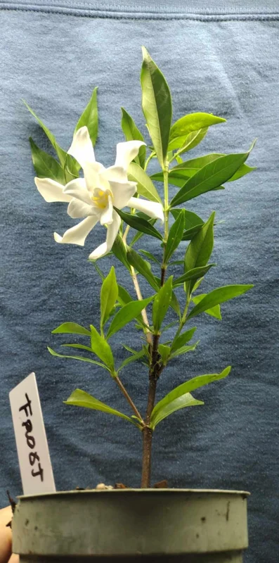 Frostproof Gardenia Live Plant - 4in Tall, Fragrant White Blooms, Outdoor Shrub - Image 2