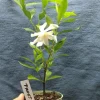 Frostproof Gardenia Live Plant - 4in Tall, Fragrant White Blooms, Outdoor Shrub - Image 1