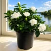 Frostproof Jasmine Live Plant - Fragrant Vine, 4-6 Inch Tall - Image 1