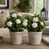 Frostproof Jasmine Live Plants, Fragrant White Flowering Vine, 4-6 Inch Tall, 2 Pack - Image 1
