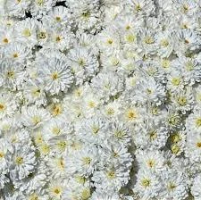 Frosty Igloo Garden Mum Live Plant - White Daisy Blooms, Hardy Zones 3-9 - Image 2