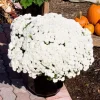 Frosty Igloo Garden Mum Live Plant - White Daisy Blooms, Hardy Zones 3-9 - Image 1