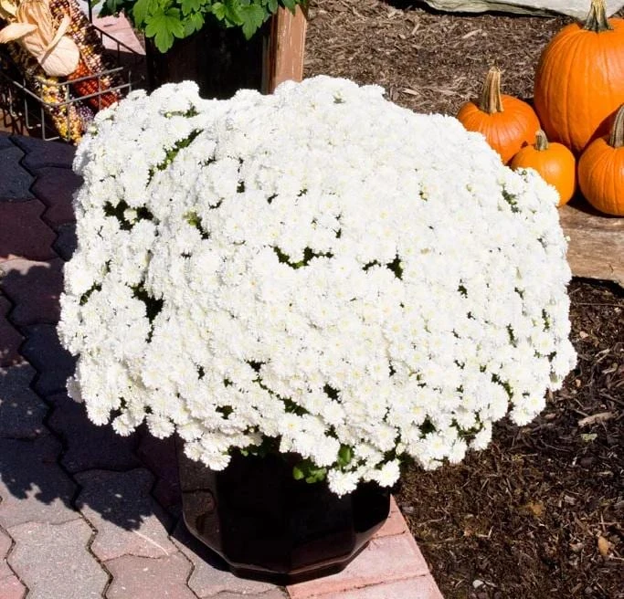 Frosty Igloo Garden Mum Live Plant - White Daisy Blooms, Hardy Zones 3-9 - Image 1