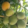 Fruit Punch Mango Tree Live Plant – Grafted – 3 Gallon Pot – Outdoor - Cannot ship to CA - Image 1