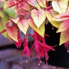 Fuchsia Ballerina Autumnale Live Plant, 4 Inch Tall, Outdoor Hanging Basket - Image 2
