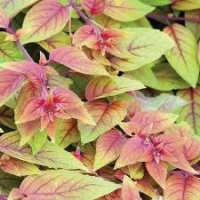 Fuchsia Ballerina Autumnale Live Plant, 4 Inch Tall, Outdoor Hanging Basket - Image 1