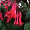 Fuchsia Ballerina Flower Live Plant - 4 inch Nursery Pot - Outdoor - Image 1