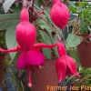 Fuchsia Ballerina Marnina Live Plant - 4 inch Pot - Outdoor Flowering - Image 1
