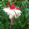 Fuchsia Ballerina Swingtime Live Plant, 4 inch Tall, Red & White Flowers, Outdoor - Image 1