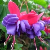 Fuchsia 'Blue Eyes' Live Plant - Black Purple & Pink Flowers for Hanging Baskets, Hardiness Zones 7-10 - Image 1