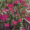 Fuchsia Bougainvillea Live Plant – 7-12" Tall Potted Shrub – Indoor/Outdoor - Image 1