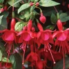 Fuchsia Marinka Live Plant - Red Cascading Flowers for Hanging Baskets - Starter - Image 1