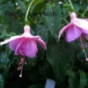 Fuchsia 'Marinska' Ballerina Flower Live Plant, 4 inch Pot, Outdoor Flowering Plant - Image 1