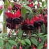 Fuchsia New Millennium Live Plant - Black, Purple & Red Flowers for Hanging Baskets, 2.5x4 inch Pot - Image 1