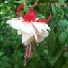 Fuchsia Swingtime Live Plant - Ballerina Flower, 4 inch Pot, Outdoor - Image 1