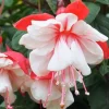 Fuchsia Swingtime Live Plant - Pink Flowers, Hanging Basket, 2.5x4 inch Pot - Image 1