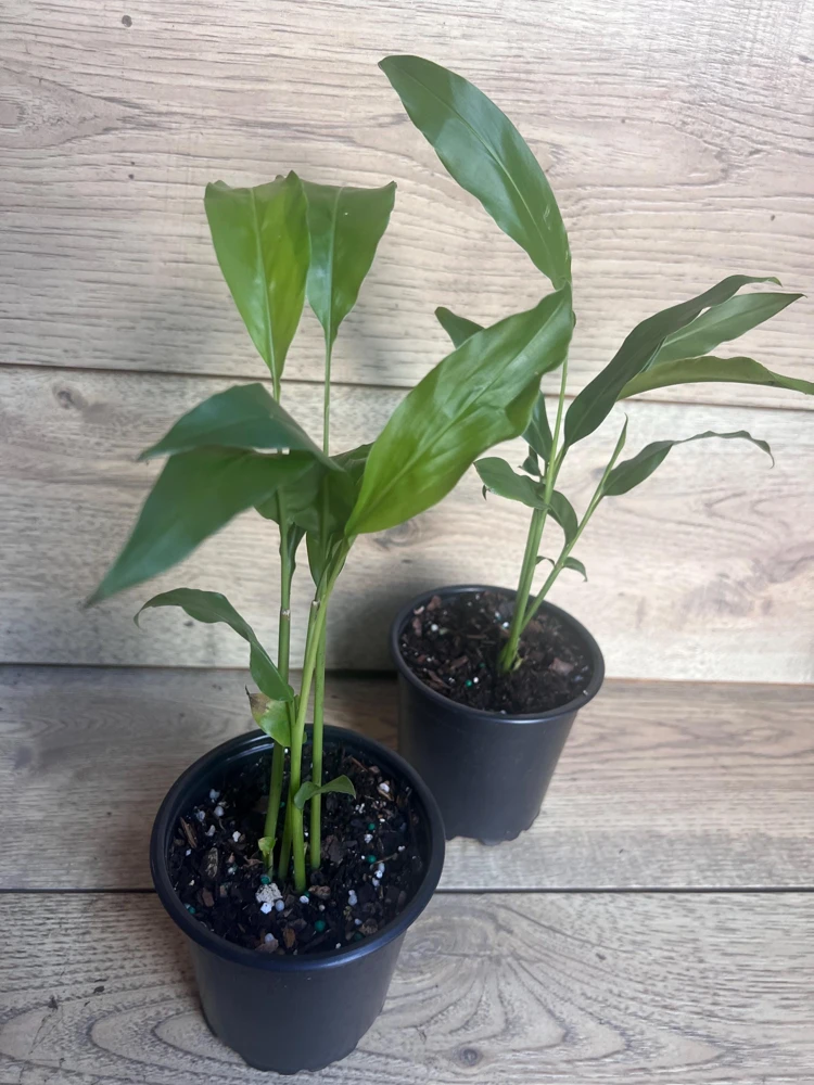 Galangal Live Plant - Alpinia galanga Thai Ginger Herb - 4 inch Pot - Cannot ship to CA - Image 2