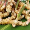 Galangal Live Plant - Alpinia galanga Thai Ginger Herb - 4 inch Pot - Cannot ship to CA - Image 1